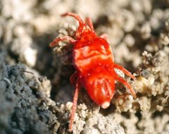 Eutrombidium by (c) Roman, some rights reserved (CC BY), uploaded by Roman. Used under a CC-BY license.