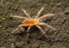 Rhagidiidae by (c) Jeremiah Degenhardt, some rights reserved (CC BY), uploaded by Jeremiah Degenhardt. Used under a CC-BY license.