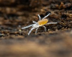 Rhagidiidae by (c) Zachary Dankowicz, some rights reserved (CC BY), uploaded by Zachary Dankowicz. Used under a CC-BY license.