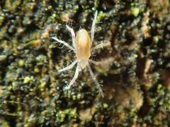 Rhagidiidae by (c) Alexis Tinker-Tsavalas, some rights reserved (CC BY), uploaded by Alexis Tinker-Tsavalas. Used under a CC-BY license.