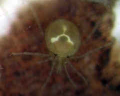 Torrenticolidae by (c) Jason Eckberg, some rights reserved (CC BY), uploaded by Jason Eckberg. Used under a CC-BY license.
