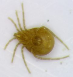 Torrenticolidae by (c) Jason Eckberg, some rights reserved (CC BY), uploaded by Jason Eckberg. Used under a CC-BY license.