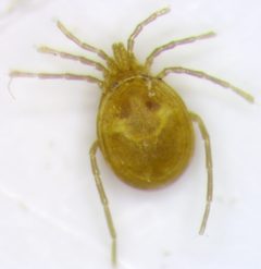 Torrenticolidae by (c) Jason Eckberg, some rights reserved (CC BY), uploaded by Jason Eckberg. Used under a CC-BY license.