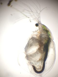 Daphniidae by (c) Joseph McPhail, some rights reserved (CC BY), uploaded by Joseph McPhail. Used under a CC-BY license.