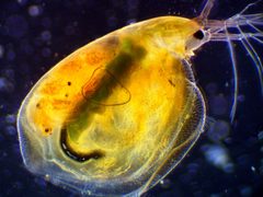 Daphniidae by (c) Ivan Sinkov, some rights reserved (CC BY), uploaded by Ivan Sinkov. Used under a CC-BY license.