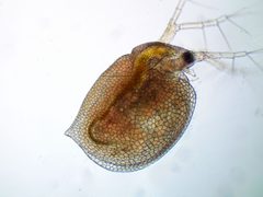 Daphniidae by (c) Ivan Sinkov, some rights reserved (CC BY), uploaded by Ivan Sinkov. Used under a CC-BY license.