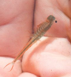 Streptocephalidae by no rights reserved, uploaded by Scott Loarie. Used under a CC0 license.