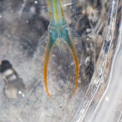 Streptocephalus sealii by (c) Ken-ichi Ueda, some rights reserved (CC BY), uploaded by Ken-ichi Ueda. Used under a CC-BY license.