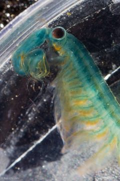 Streptocephalus sealii by (c) Ken-ichi Ueda, some rights reserved (CC BY), uploaded by Ken-ichi Ueda. Used under a CC-BY license.