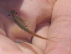 Streptocephalus sealii by no rights reserved, uploaded by Scott Loarie. Used under a CC0 license.