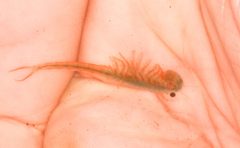 Streptocephalus sealii by no rights reserved, uploaded by Scott Loarie. Used under a CC0 license.