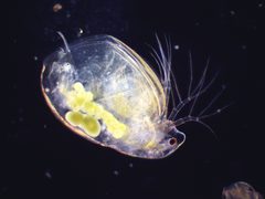 Simocephalus by (c) Ivan Sinkov, some rights reserved (CC BY), uploaded by Ivan Sinkov. Used under a CC-BY license.