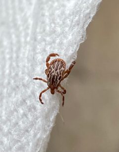 Amblyomma maculatum by (c) Haley Daniels, some rights reserved (CC BY), uploaded by Haley Daniels. Used under a CC-BY license.