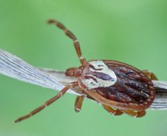Amblyomma maculatum by (c) drnancyjackson, some rights reserved (CC BY). Used under a CC-BY license.