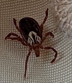 Amblyomma maculatum by (c) Chris Hughes, some rights reserved (CC BY), uploaded by Chris Hughes. Used under a CC-BY license.
