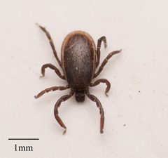 Ixodes by no rights reserved, uploaded by Jesse Rorabaugh. Used under a CC0 license.
