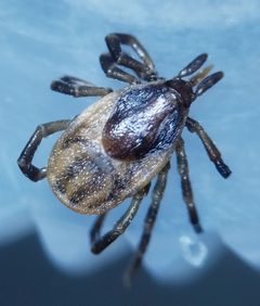 Ixodes by (c) carnifex, some rights reserved (CC BY), uploaded by carnifex. Used under a CC-BY license.