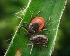 Ixodes by (c) George Mitchell, some rights reserved (CC BY), uploaded by George Mitchell. Used under a CC-BY license.