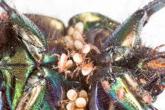 Macrocheles by (c) Drepanostoma, some rights reserved (CC BY), uploaded by Drepanostoma. Used under a CC-BY license.