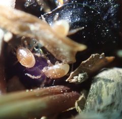 Parasitina by (c) agujaceratops, some rights reserved (CC BY), uploaded by agujaceratops. Used under a CC-BY license.