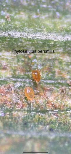 Phytoseiidae by (c) rosaceae_roberts, some rights reserved (CC BY). Used under a CC-BY license.