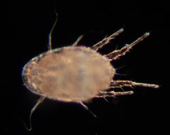 Histiostomatidae by (c) Don Loarie, some rights reserved (CC BY), uploaded by Don Loarie. Used under a CC-BY license.