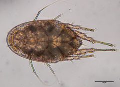 Histiostomatidae by (c) Don Loarie, some rights reserved (CC BY), uploaded by Don Loarie. Used under a CC-BY license.