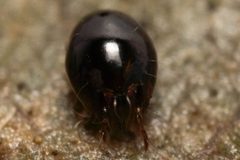 Achipterioidea by (c) Thomas Dalley, some rights reserved (CC BY), uploaded by Thomas Dalley. Used under a CC-BY license.