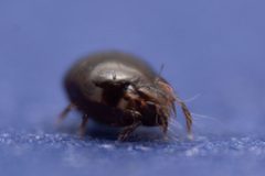 Achipterioidea by (c) Thomas Dalley, some rights reserved (CC BY), uploaded by Thomas Dalley. Used under a CC-BY license.