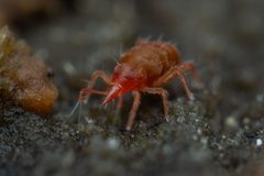 Bdellinae by (c) Pete Lypkie, some rights reserved (CC BY), uploaded by Pete Lypkie. Used under a CC-BY license.