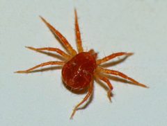 Anystis baccarum by (c) Steve Kerr, some rights reserved (CC BY), uploaded by Steve Kerr. Used under a CC-BY license.