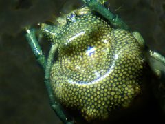 Arrenurus by (c) Nathan T. Jones, some rights reserved (CC BY), uploaded by Nathan T. Jones. Used under a CC-BY license.