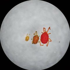 Leptinae by (c) Derek Hennen, some rights reserved (CC BY), uploaded by Derek Hennen. Used under a CC-BY license.