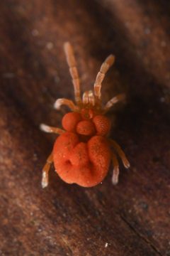 Trombiculidae by (c) Trevor Van Loon, some rights reserved (CC BY), uploaded by Trevor Van Loon. Used under a CC-BY license.