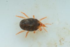 Odontoscirinae by (c) Pete Lypkie, some rights reserved (CC BY), uploaded by Pete Lypkie. Used under a CC-BY license.