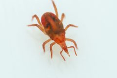 Odontoscirinae by (c) Pete Lypkie, some rights reserved (CC BY), uploaded by Pete Lypkie. Used under a CC-BY license.