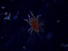 Armascirus by (c) Julien Tchilinguirian, some rights reserved (CC BY), uploaded by Julien Tchilinguirian. Used under a CC-BY license.