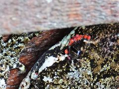 Pterygosomatidae by (c) Jacqui Geux, some rights reserved (CC BY), uploaded by Jacqui Geux. Used under a CC-BY license.