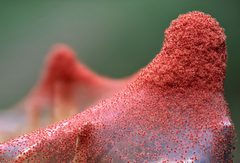 Tetranychus urticae by (c) Aleksey Gnilenkov, some rights reserved (CC BY). Used under a CC-BY license.