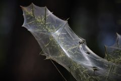 Tetranychus urticae by no rights reserved, uploaded by Murielle Desrois. Used under a CC0 license.