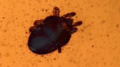 Riccardoellinae by (c) Matthew Vosper, some rights reserved (CC BY), uploaded by Matthew Vosper. Used under a CC-BY license.