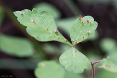 Aculops by (c) Ken-ichi Ueda, some rights reserved (CC BY), uploaded by Ken-ichi Ueda. Used under a CC-BY license.