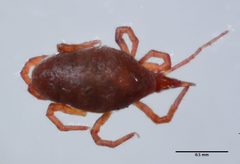 Neomolgus littoralis by (c) Don Loarie, some rights reserved (CC BY). Used under a CC-BY license.