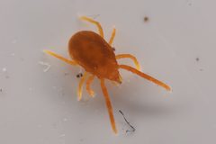 Labidostommatidae by (c) Trevor Van Loon, some rights reserved (CC BY), uploaded by Trevor Van Loon. Used under a CC-BY license.