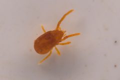 Labidostommatidae by (c) Trevor Van Loon, some rights reserved (CC BY), uploaded by Trevor Van Loon. Used under a CC-BY license.