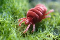 Microtrombidiidae by (c) Oscar Dove, some rights reserved (CC BY), uploaded by Oscar Dove. Used under a CC-BY license.