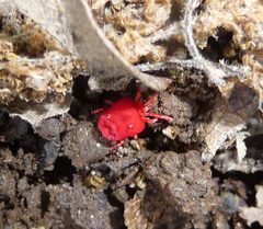 Microtrombidiidae by (c) gailhampshire, some rights reserved (CC BY). Used under a CC-BY license.