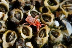 Microtrombidiidae by (c) Lek Khauv, some rights reserved (CC BY), uploaded by Lek Khauv. Used under a CC-BY license.