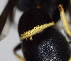 Winterschmidtiidae by (c) bdagley, いくつかの権利を保有 (CC BY), bdagley によって投稿されました. Used under a CC-BY license.