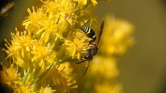 Winterschmidtiidae by (c) Pete Lypkie, いくつかの権利を保有 (CC BY), Pete Lypkie によって投稿されました. Used under a CC-BY license.